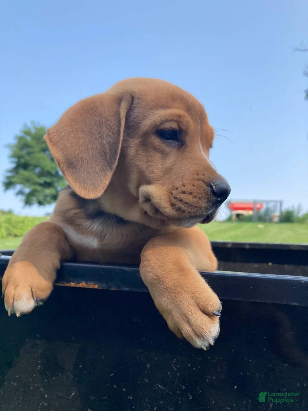 Mixed Breed dogs for sale: Nora - Ad 2