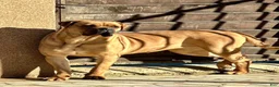 Cane Corso dogs for sale: Cane Corso 1 - Ad 4