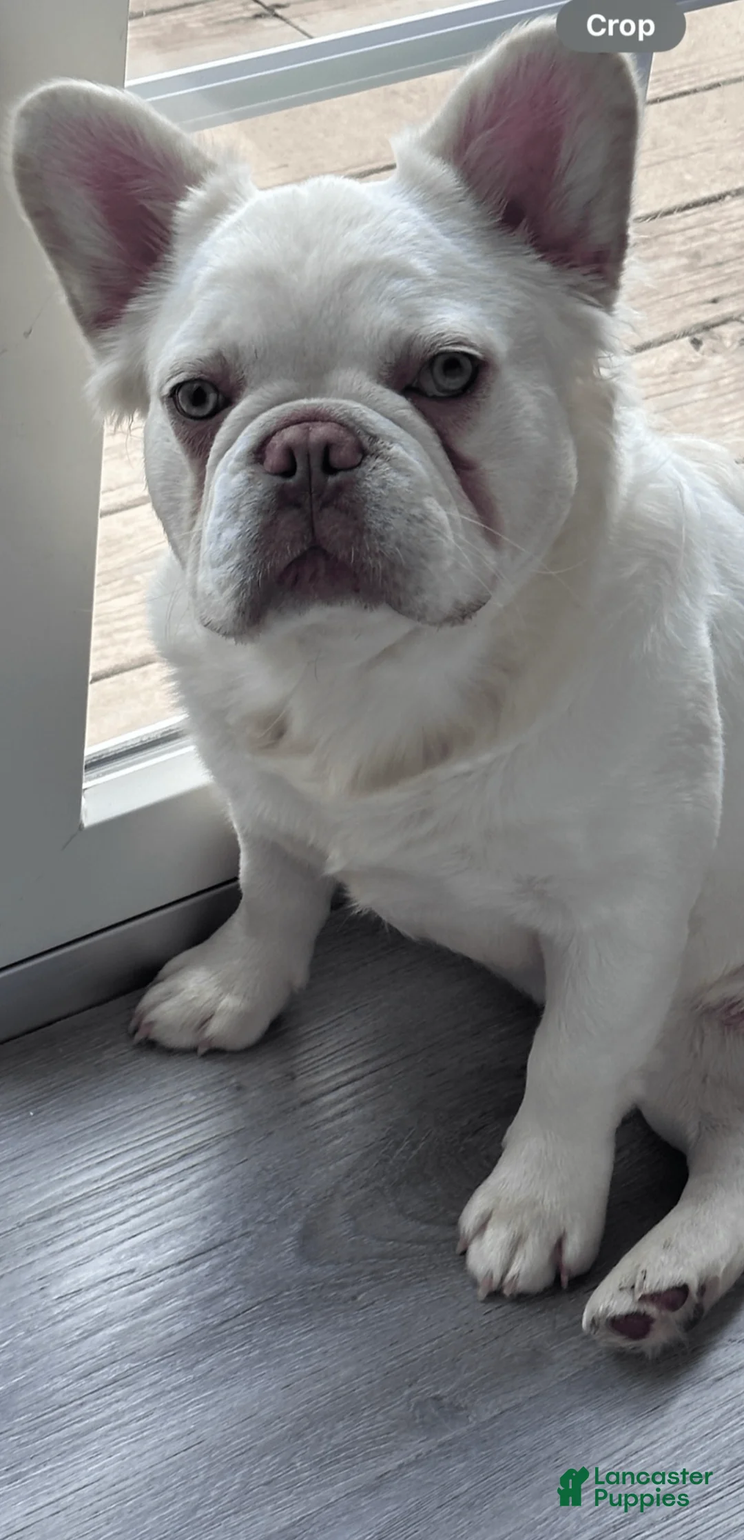 French Bulldog dogs for sale: MISO - Ad 5