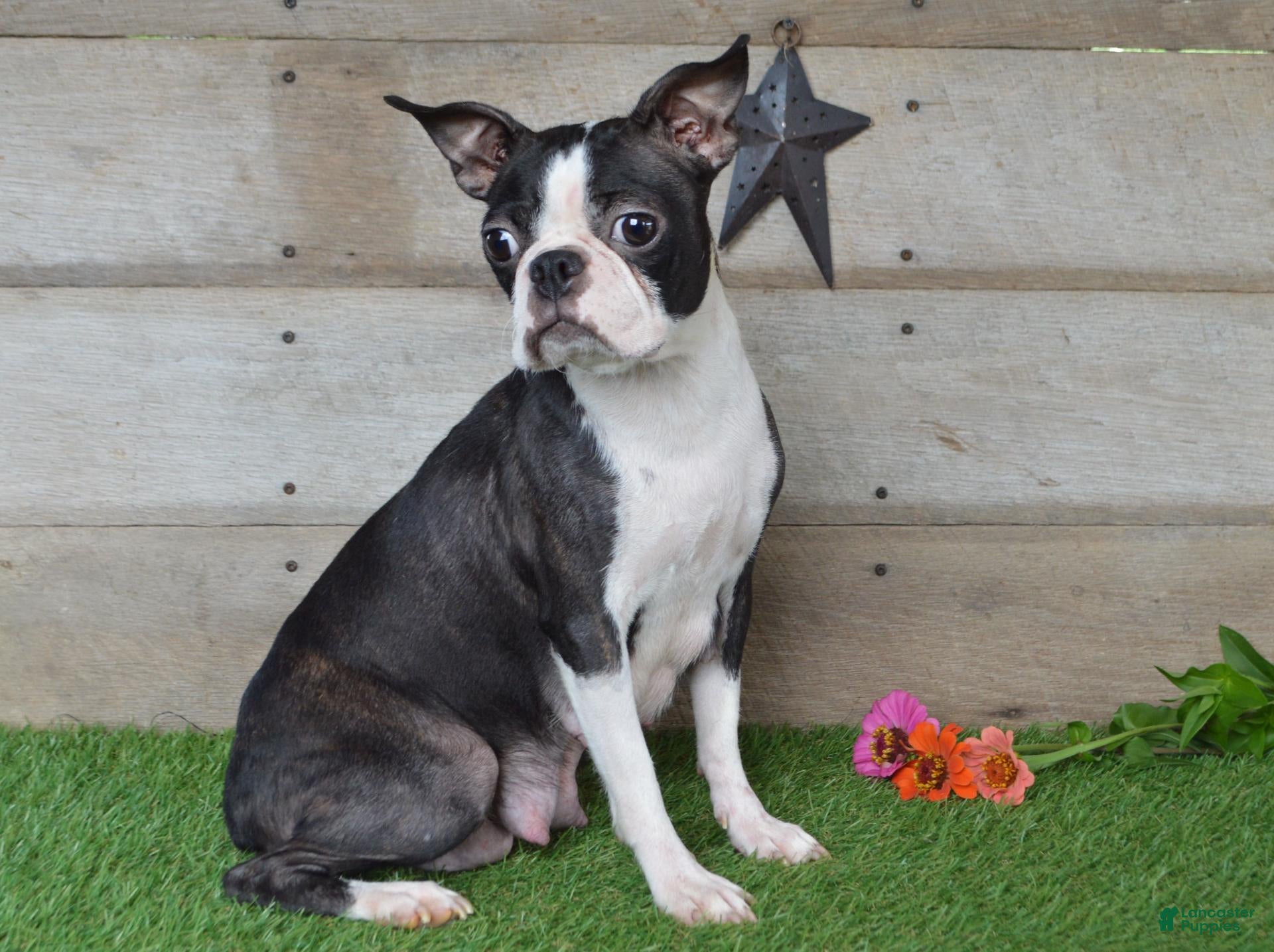 Boston Terrier dogs Landon - Ad 2