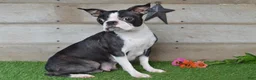 Boston Terrier dogs for sale: Misty - Ad 7