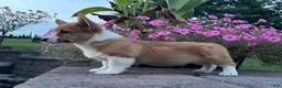 Welsh Corgi Pembroke dogs for sale: Welsh Corgi Pembroke 5 - Ad 3