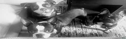 American Bully dogs for sale: American Bully 1 - Ad 4