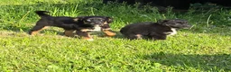 Mixed Breed dogs for sale: Aussalier Penny - Ad 3