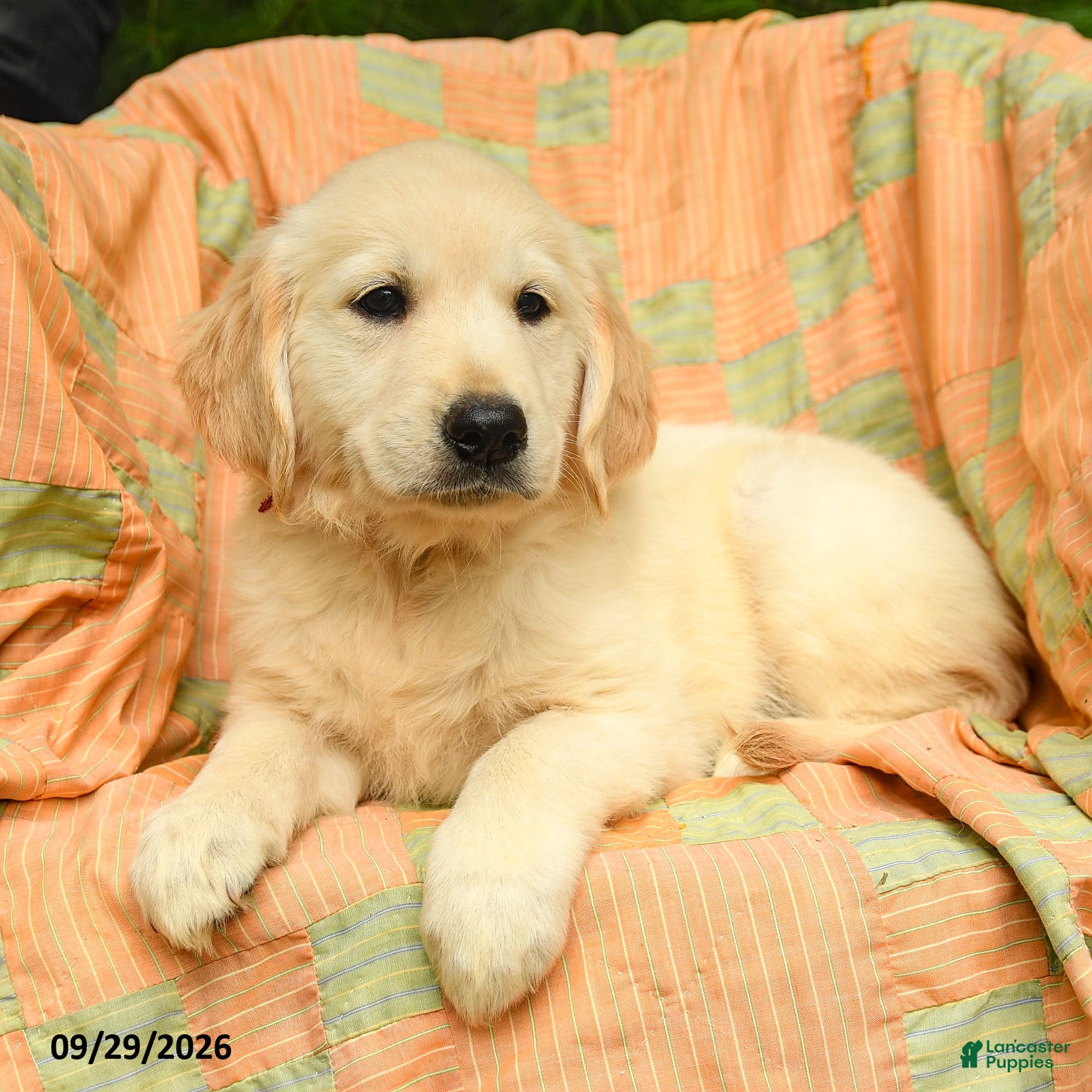 Golden Retriever dogs Mae  - Ad 2