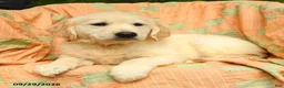 Golden Retriever dogs for sale: Mae  - Ad 2