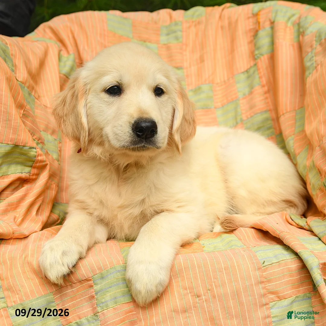 Golden Retriever dogs for sale: Mae  - Ad 2
