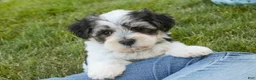 Havanese dogs for sale: Francesca - Ad 10