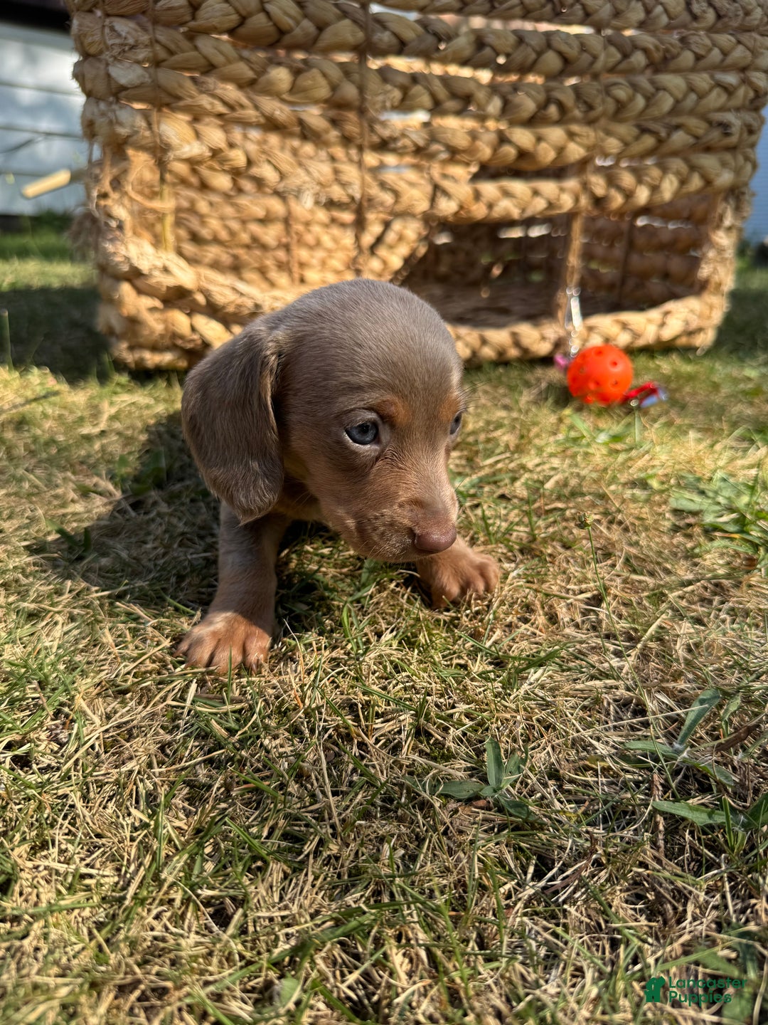 Miniature Dachshund dogs for sale: Jasmine - Ad 10