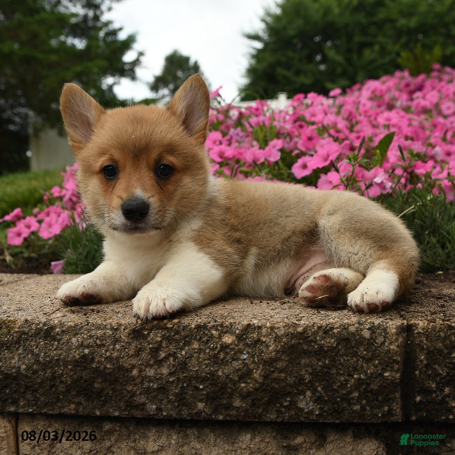 Welsh Corgi Pembroke dogs for sale: Timber - Ad 3