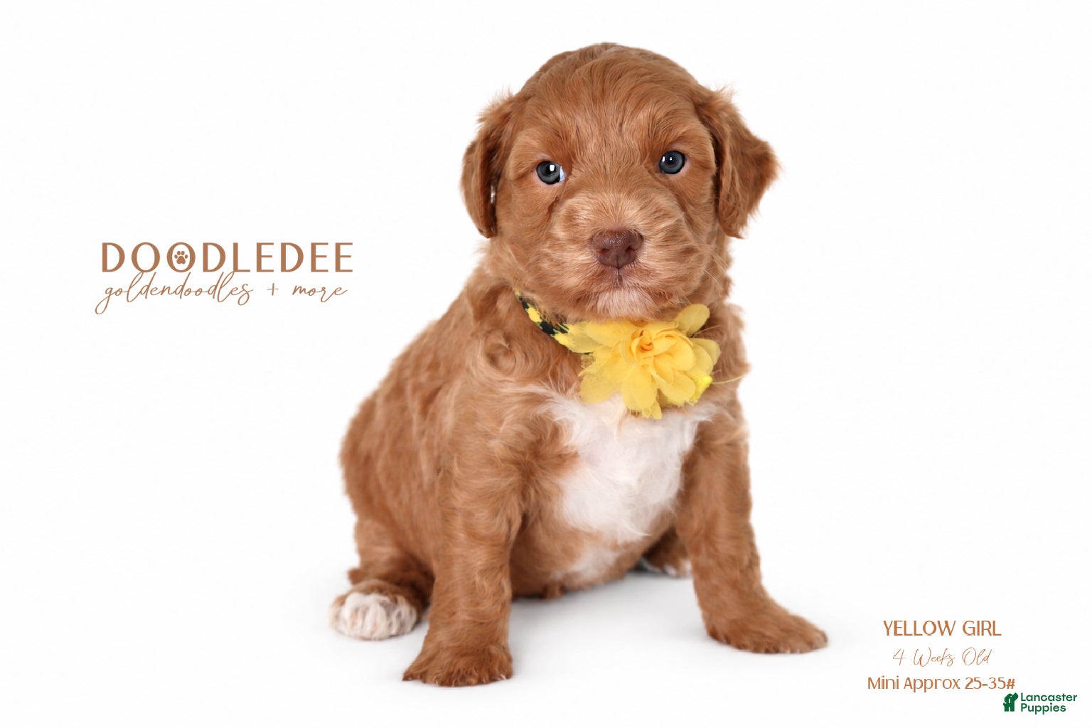 Goldendoodle dogs for sale: English Goldendoodle: Yellow Girl - Ad 2