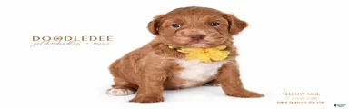 English Goldendoodle: Yellow Girl