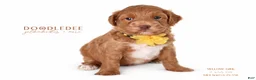 Goldendoodle dogs for sale: English Goldendoodle: Yellow Girl - Ad 1
