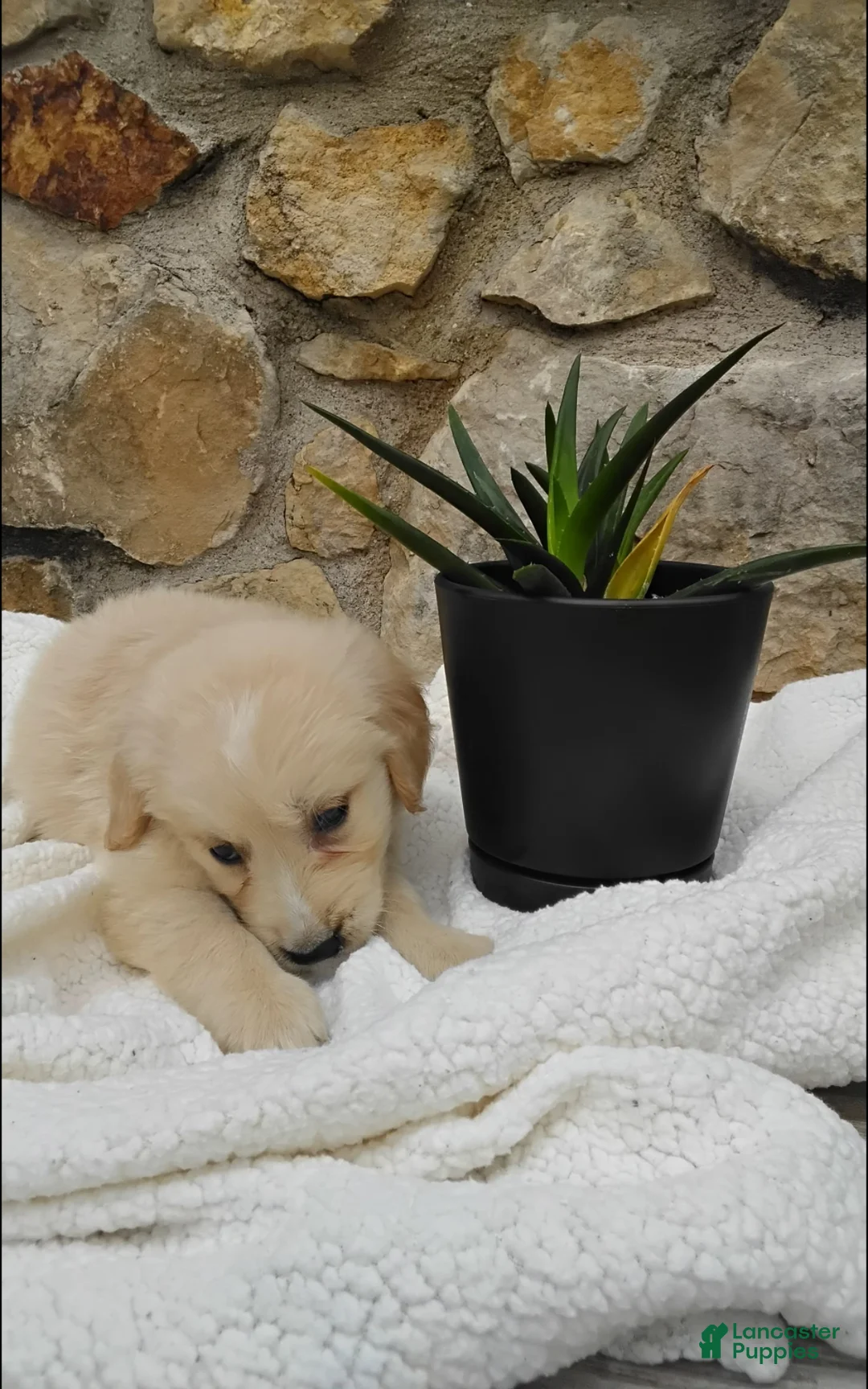 Golden Retriever dogs for sale: Ranger - Ad 1