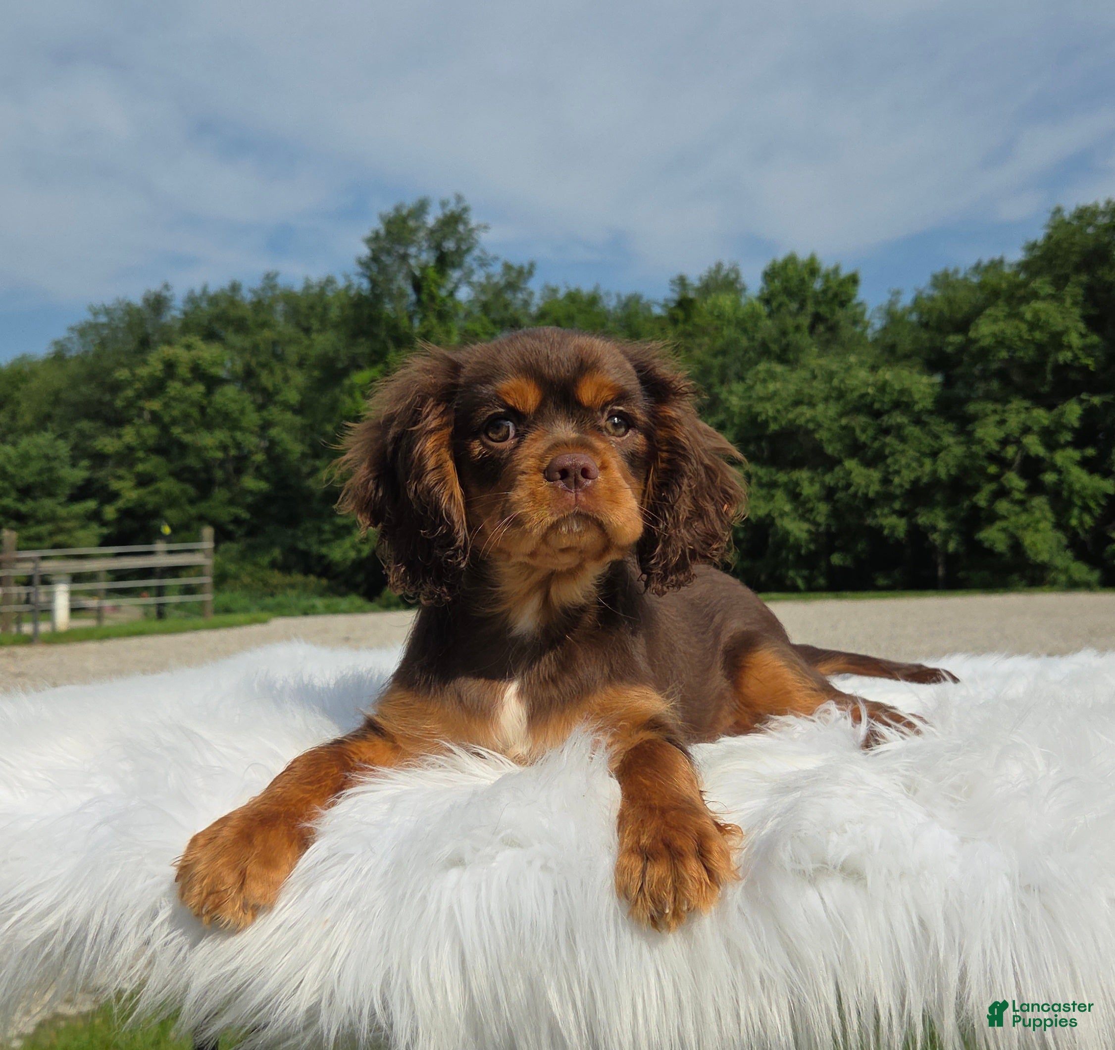 Cavalier King Charles Spaniel dogs Mason - Ad 1
