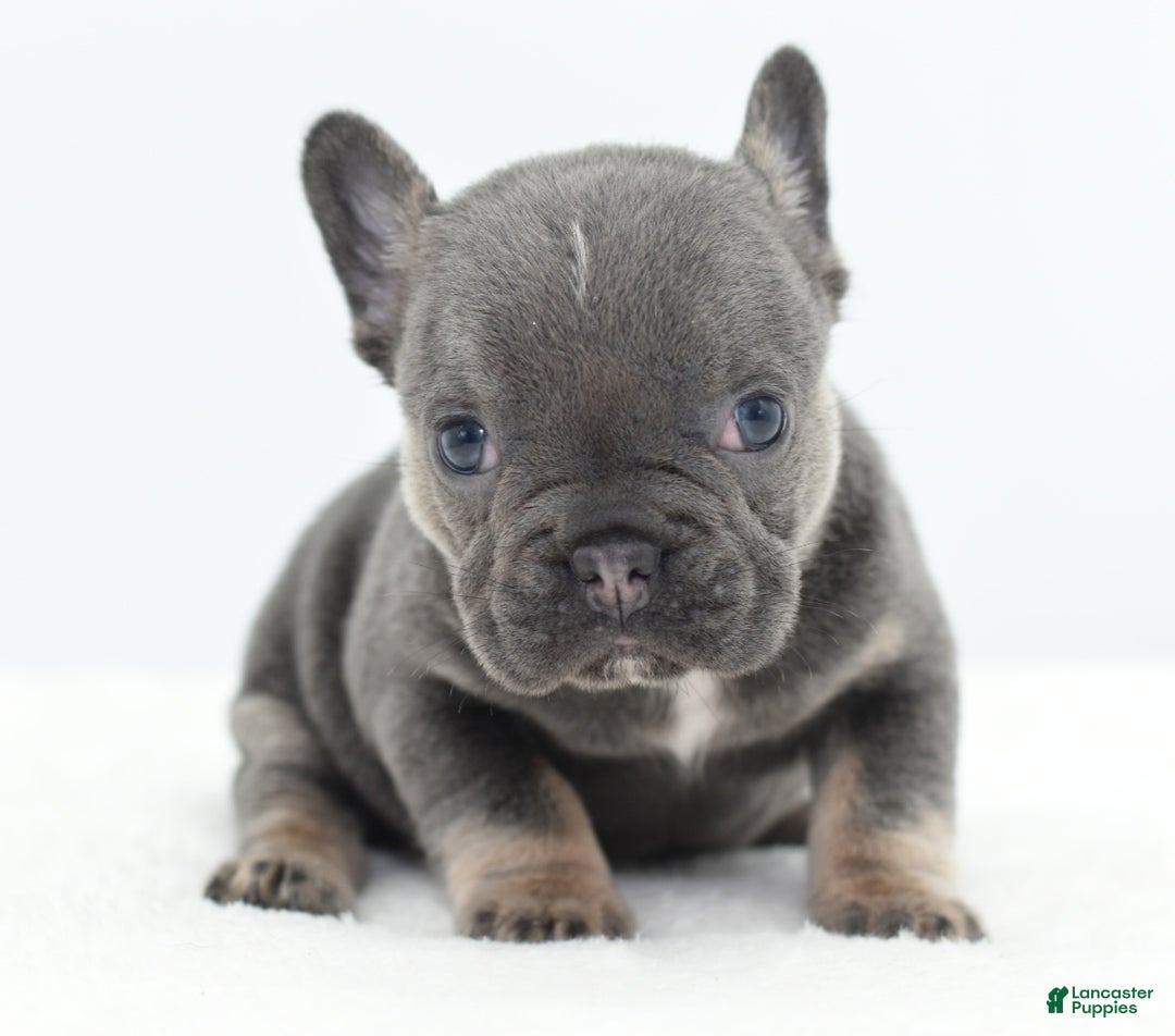 Mixed Breed dogs for sale: Queen lilac tricolor  - Ad 26