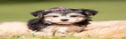 Morkie dogs for sale: Petals F1 - Ad 5