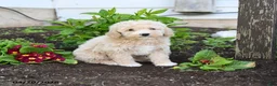 Miniature Labradoodle dogs for sale: Josie - Ad 3
