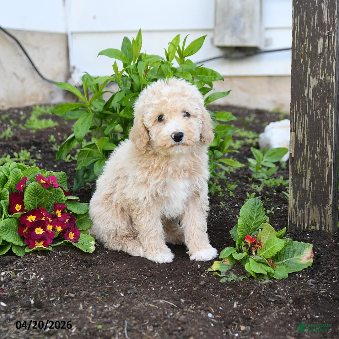 Miniature Labradoodle dogs for sale: Josie - Ad 3