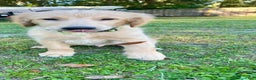 Golden Retriever dogs for sale: Golden Retriever Puppy 2 - Ad 2
