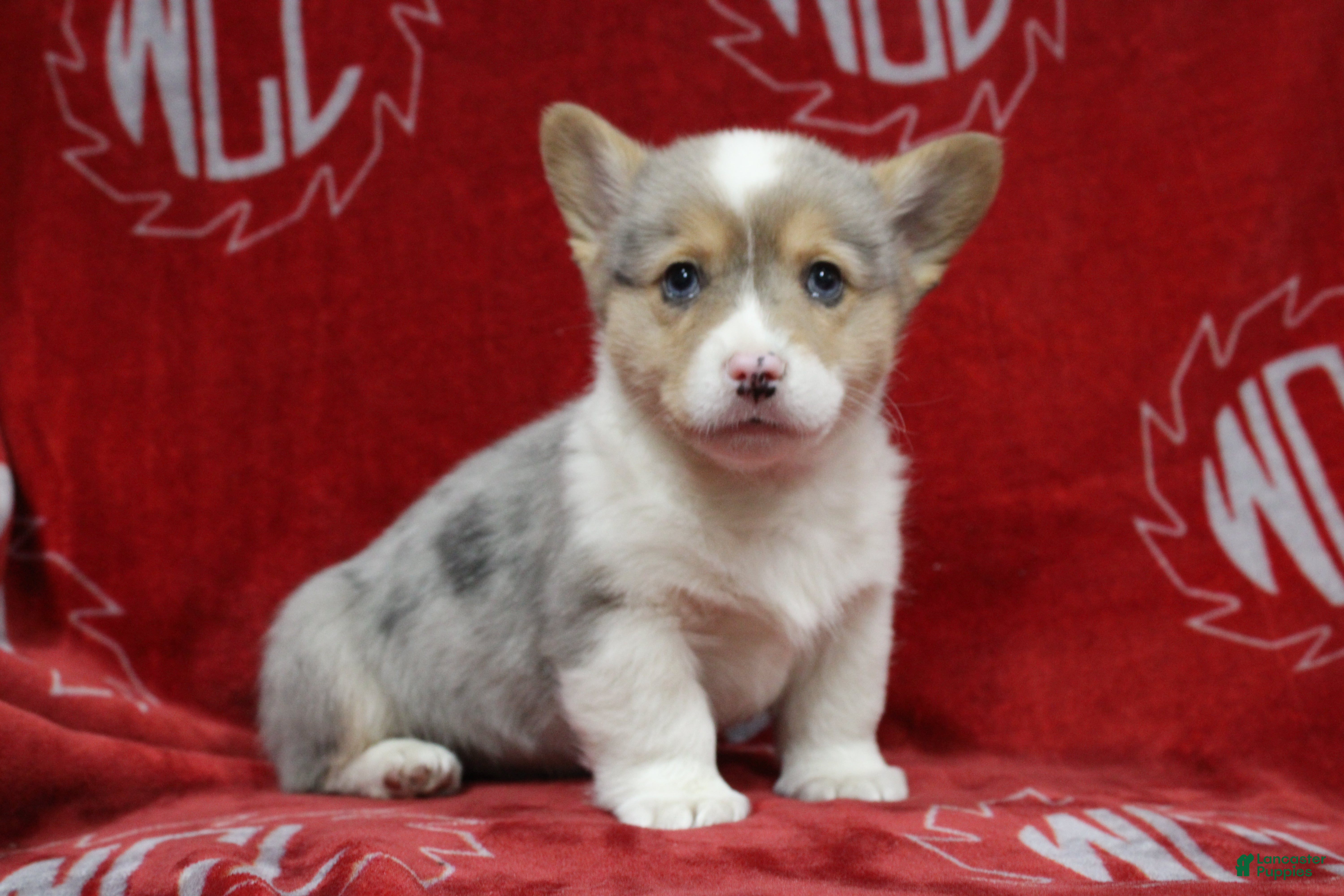 Welsh Corgi Pembroke dogs Bruno - Ad 29