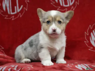 Welsh Corgi Pembroke dogs Bruno - Ad 29