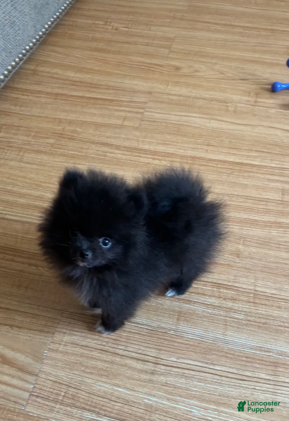 Pomeranian dogs Kyky - Ad 6
