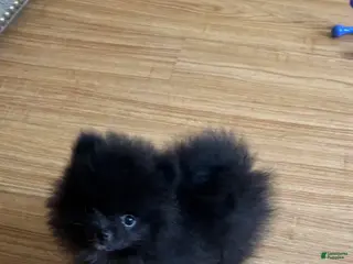 Pomeranian dogs Kyky - Ad 6