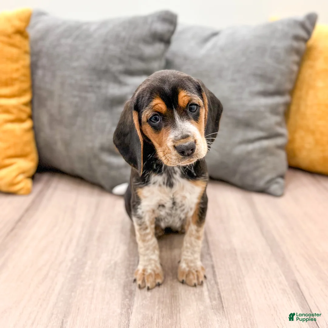 Beagle dogs for sale: Sylvie - Ad 1