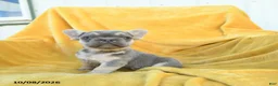 French Bulldog dogs for sale: Felix - Ad 3