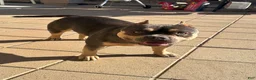 American Bully dogs for sale: American Bully 1 - Ad 2