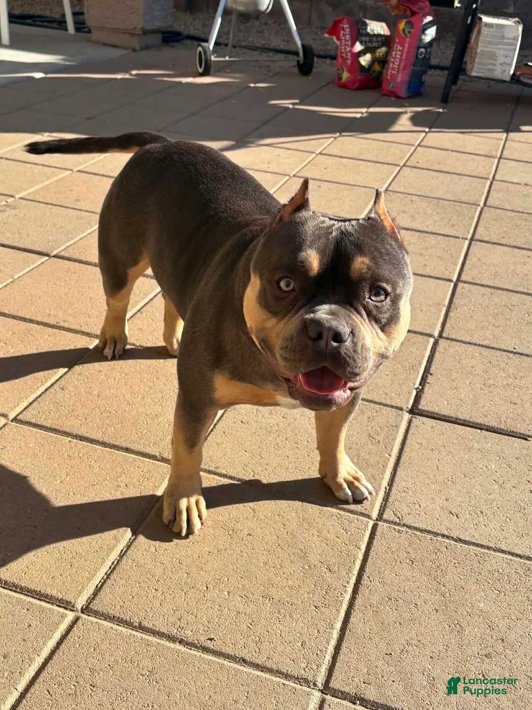 American Bully dogs for sale: American Bully 1 - Ad 2