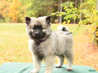 Keeshond dogs - Ad 6
