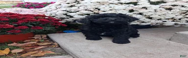 Flipper