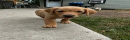 Goldador dogs for sale: Goldador Female 4 - Ad 1
