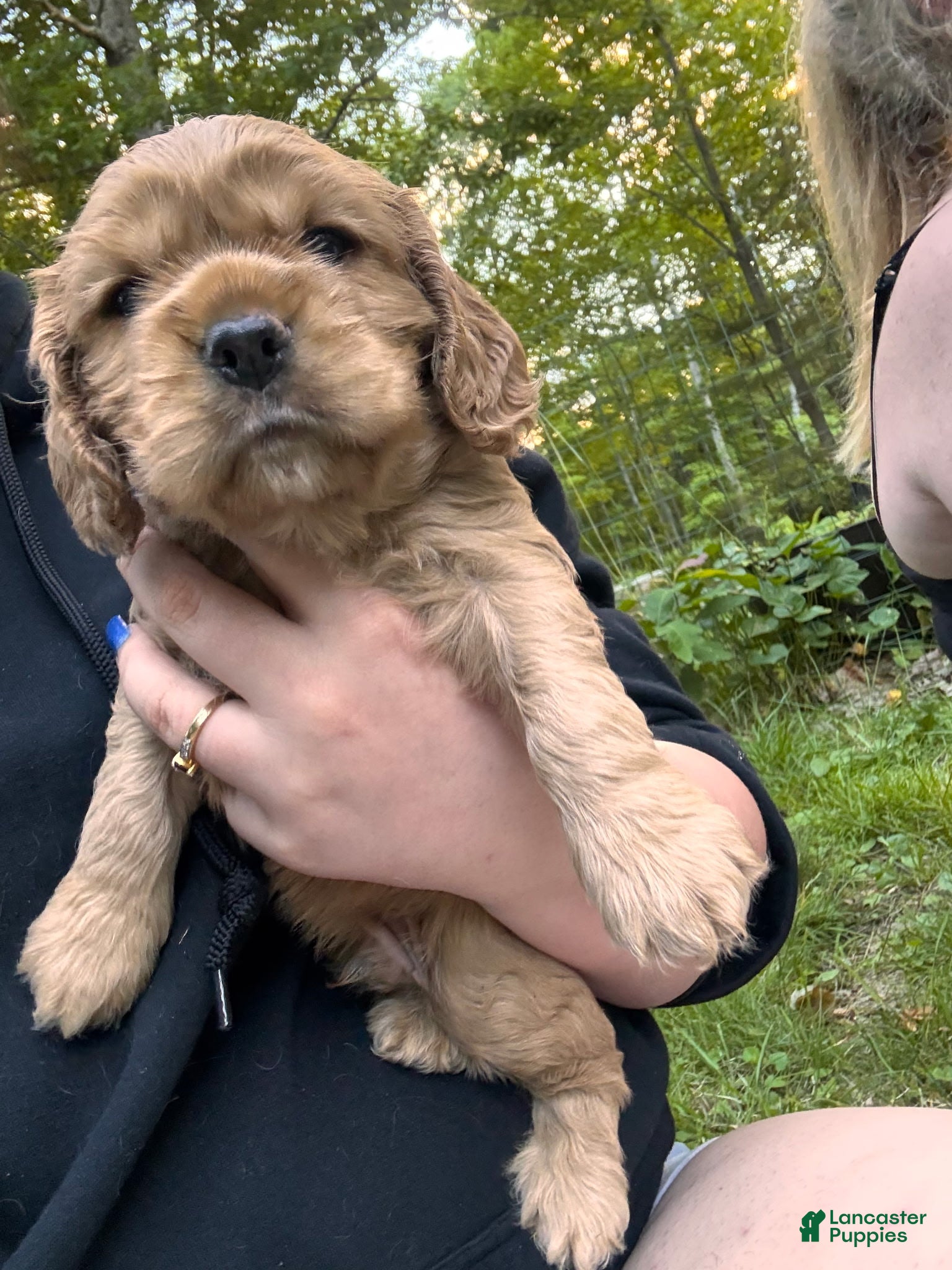 Cocker Spaniel dogs Zapp - Ad 20