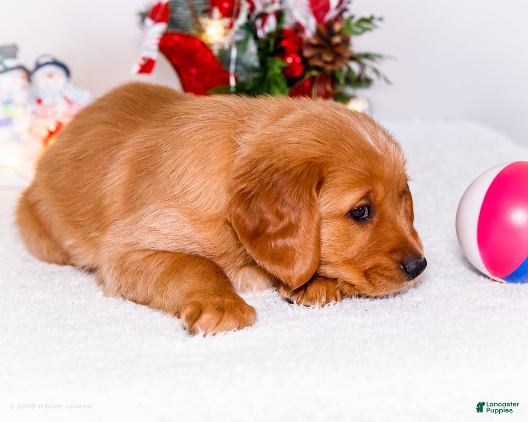 Golden Retriever dogs for sale: Dakoda - Ad 3