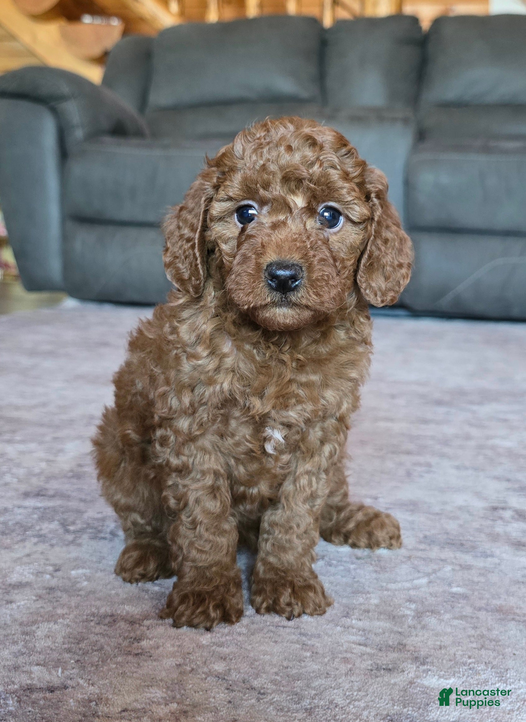 Miniature Poodle dogs for sale: Mini Lilly - Ad 2