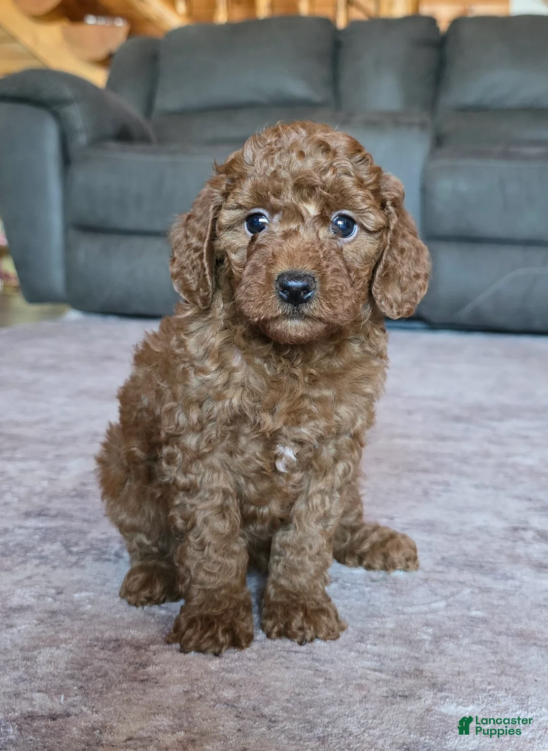 Miniature Poodle dogs for sale: Mini Lilly - Ad 2