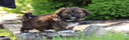 Shih Tzu dogs for sale: Theo - Ad 7