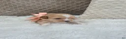 Mixed Breed dogs for sale: Bella  - Ad 3