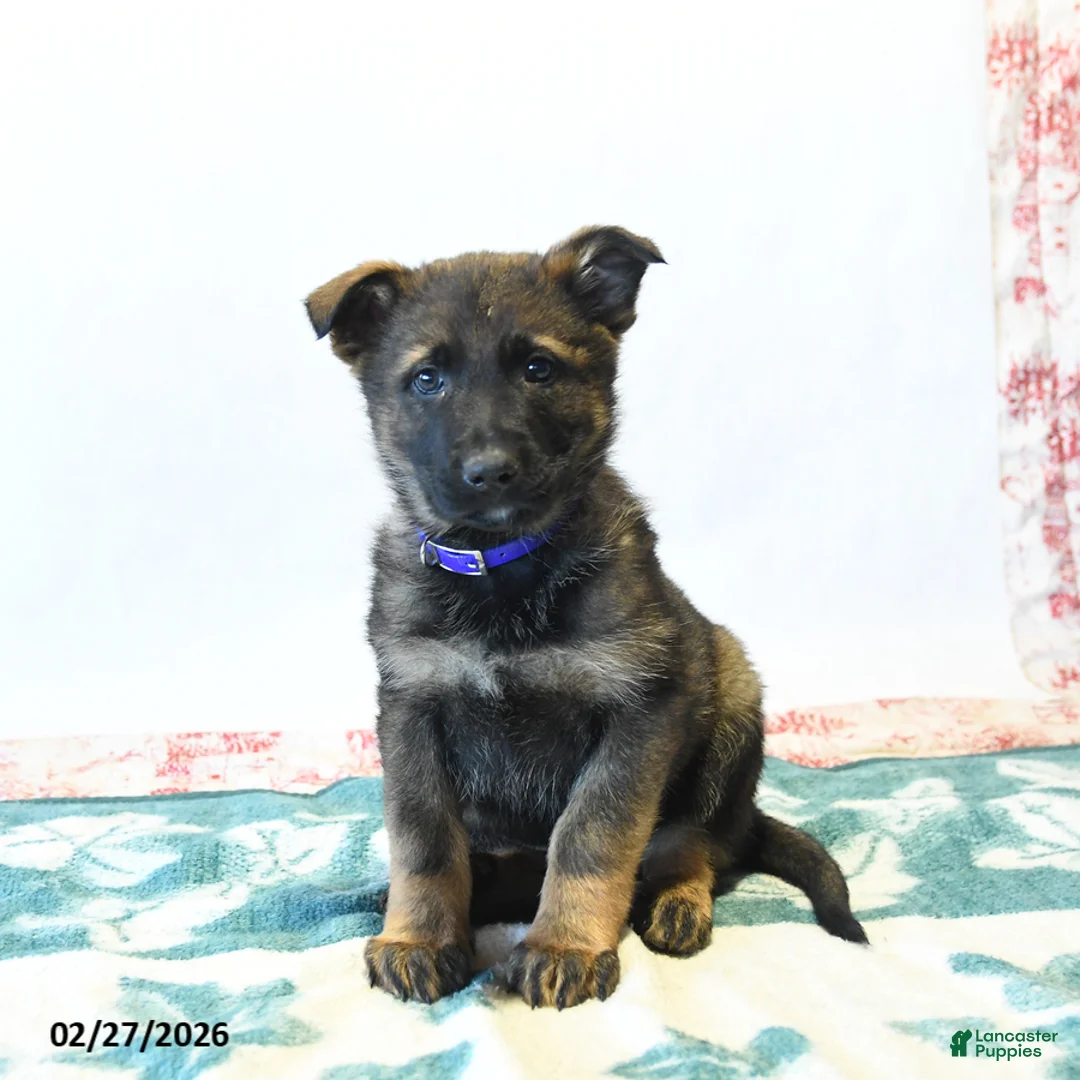 German Shepherd dogs for sale: Handsome - Ad 3
