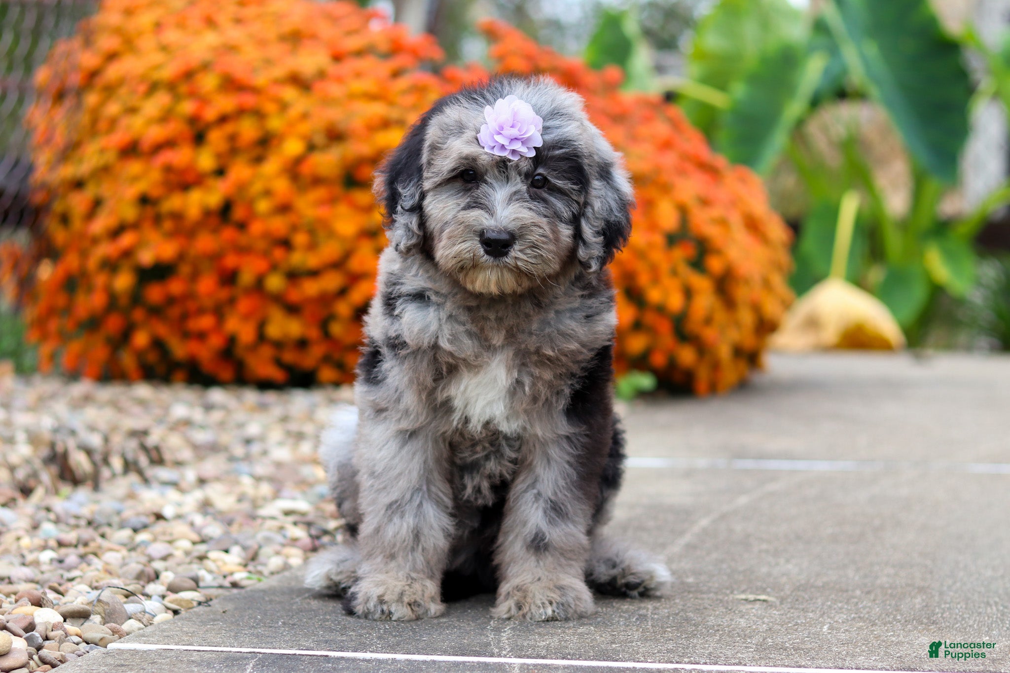 Sheepadoodle dogs Mimi - Ad 1