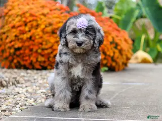 Sheepadoodle dogs Mimi - Ad 1