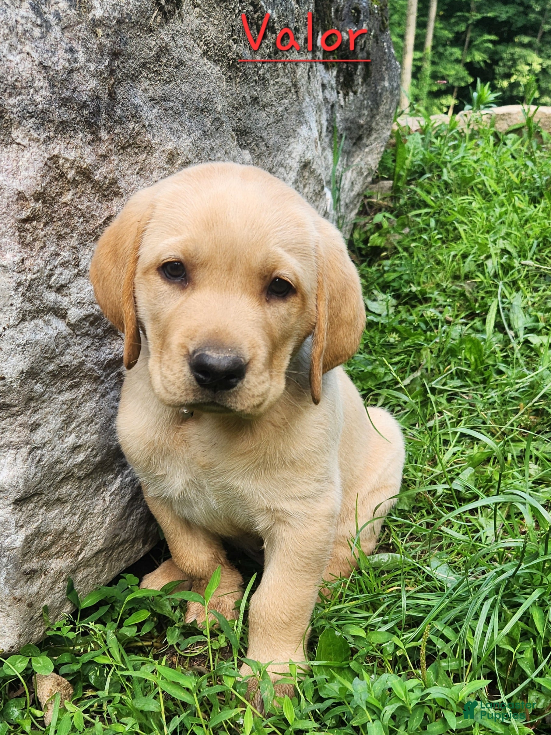 Labrador Retriever dogs Valor  - Ad 1
