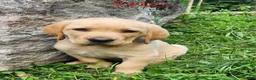 Labrador Retriever dogs for sale: Valor  - Ad 1