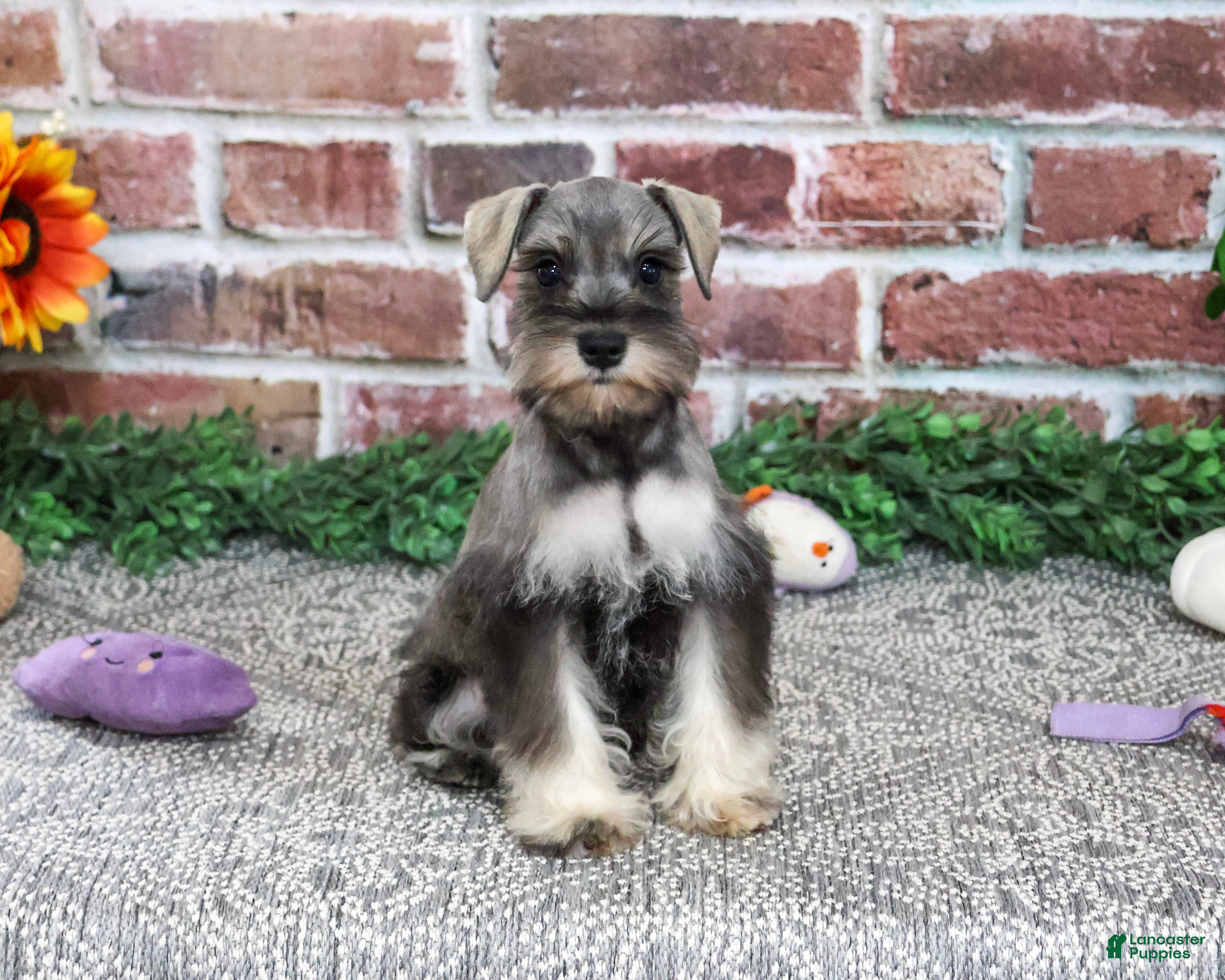 Miniature Schnauzer dogs for sale: Draya - Ad 2