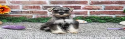 Miniature Schnauzer dogs for sale: Draya - Ad 2