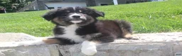 Australian Shepherd dogs for sale: Panda - Ad 6