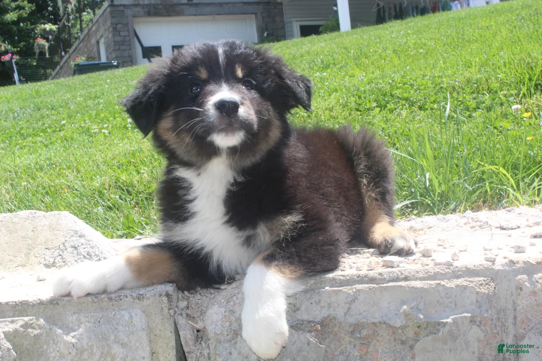 Australian Shepherd dogs for sale: Panda - Ad 6